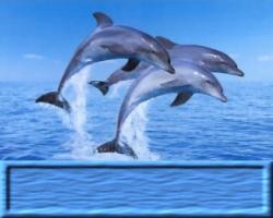 dolphins_tag